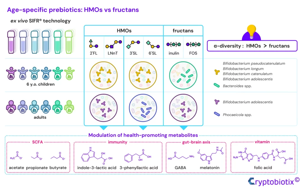 Age-specific prebiotics: HMOs vs fructans