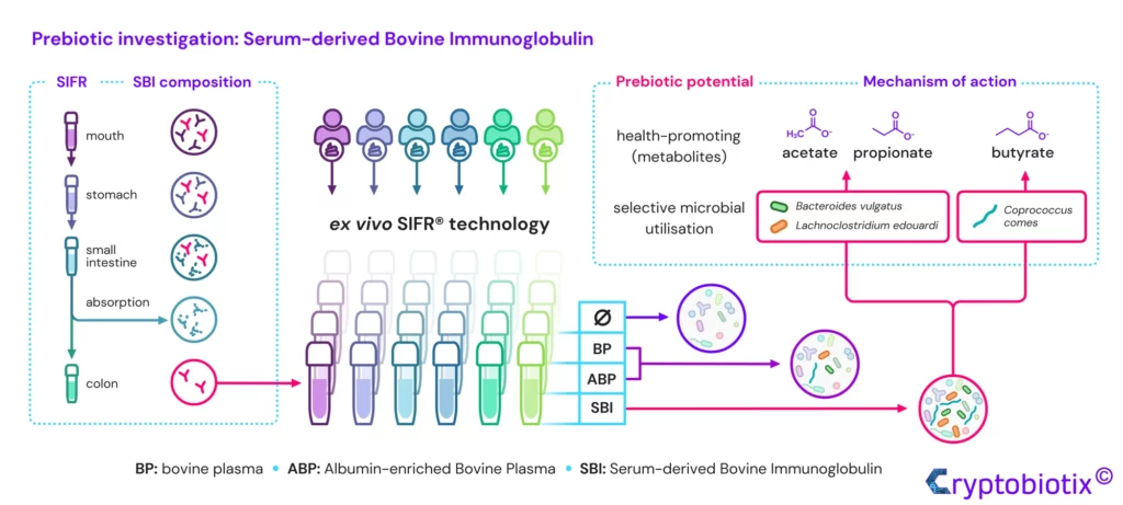 Prebiotic investigation of immunoglobulin
