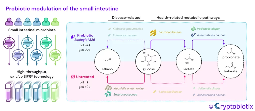 Probiotic modulation of the small intestine