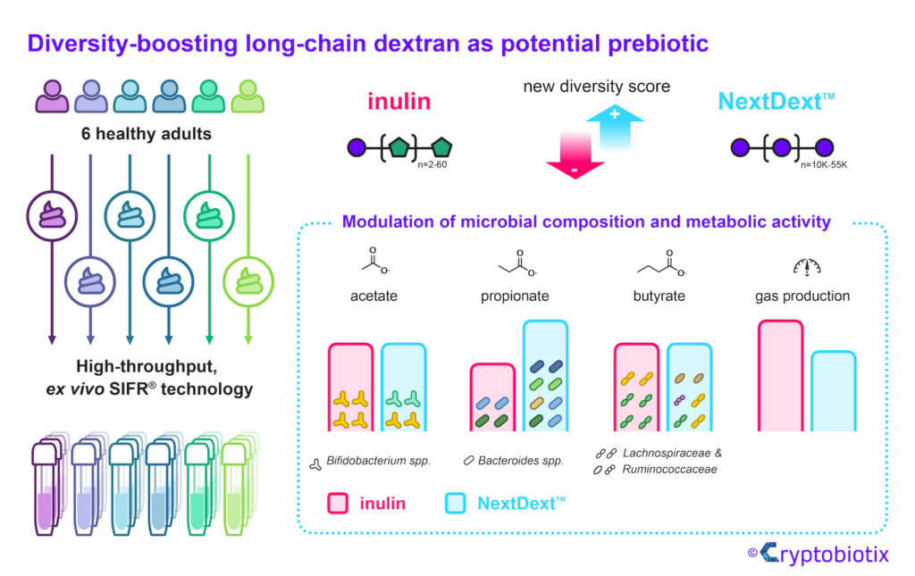 NextDext, a long-chain dextran, impacts boosts microbial diversity (Community Modulation Score). Inulin decreases microbial diversity. Both generate a different aount of health-related SCFA's.